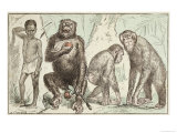 Evolution of Man from Mammals, from "La Creation Naturelle Et Les Etres Vivants" Reproduction procédé giclée par A. Demarle