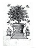 Ornamental Tree in an Urn on a Small Stage Giclee Print by Martin Engelbrecht