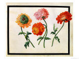 Chrysanthèmes reproduction procédé giclée par Claude Aubriet
