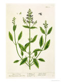 Salviam from "A Curious Herbal," 1782 Giclee Print by Elizabeth Blackwell