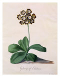 Glory of Chilton Giclee Print by Georg Dionysius Ehret