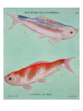 Le Fade, Le Minier Giclee Print