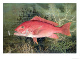 Red Snapper, from "Game Fishes of the United States," Published 1878 Giclee Print by S.a. Kilbourne