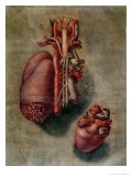 The Heart, Plate from Anatomy of the Visceras Giclee Print by Arnauld Eloi Gautier D'agoty