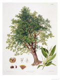 Sweet Chestnut Giclee Print by Johann Kautsky