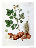 Potato, Botanical Plate from "La Botanique Mise a La Portee De Tout Le Monde" Giclee Print by Genevieve Regnault De Nangis