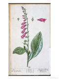 Digitalis Purpurea, from Digitalis Purpurea, from