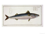 Mackerel Plate Liv from "Ichthyologie, Ou Histoire Naturelle Generale Et Particuliere Des Poissons" Giclee Print by Andreas-ludwig Kruger