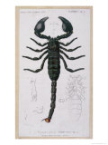 Francois Le Vaillant - African Scorpion - Giclee Baskı Francois Le Vaillant - African Scorpion - Giclee Baskı