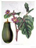 Aubergine, Botanical Plate from "Flore Des Jardins Du Royame Des Pays-Bas" by A. W. Sythoff, 1860 Giclee Print