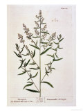 Tarragon, Plate 116 from "A Curious Herbal," Published 1782 Giclee Print by Elizabeth Blackwell