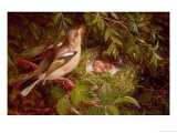 A Chaffinch at Its Nest, 1877 Giclee Print by William Hughes A Chaffinch at Its Nest, 1877 Giclee Print by William Hughes