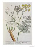 Fennel, Plate 288 from "A Curious Herbal," Published 1782 Giclee Print by Elizabeth Blackwell