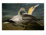 Gannets from "Birds of America" Reproduction procédé giclée par John James Audubon