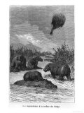 The Hippopotamus, Illustration from "Five Weeks in a Balloon" by Jules Verne Paris, Hetzel Giclée-Druck von Édouard Riou