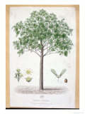Sycamore Maple Giclee Print Sycamore Maple Giclee Print