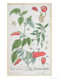 Guinea Pepper Plate 129 from the German Edition of "A Curious Herbal," Published in 1757 Giclee Print by Elizabeth Blackwell