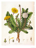 Dandelion Giclee Print by William Kilburn