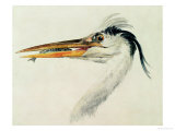 Heron with a Fish reproduction procédé giclée par William Turner