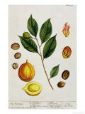 The Nutmeg, Plate 353 from 'A Curious Herbal', Published 1782 Stampa giclée di Elizabeth Blackwell The Nutmeg, Plate 353 from 'A Curious Herbal', Published 1782 Stampa giclée di Elizabeth Blackwell