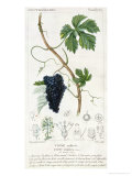 Grape Vine Botanical Plate, circa 1820 Giclee Print by Pierre Jean Francois Turpin