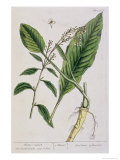 Horseradish, Plate 415 from 'A Curious Herbal', Published 1782 Stampa giclée di Elizabeth Blackwell Horseradish, Plate 415 from 'A Curious Herbal', Published 1782 Stampa giclée di Elizabeth Blackwell