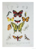 Various Butterflies from 