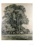 Elm Trees in Old Hall Park, East Bergholt, 1817 Giclee Print by John Constable