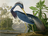 Louisiana Heron from Louisiana Heron from