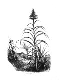 Sugar Cane Lámina giclée Sugar Cane Lámina giclée