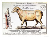 Mutton: Diagram Depicting the Different Cuts of Meat Reproduction procédé giclée