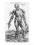 Anatomical Study, Illustration from "De Humani Corporis Fabrica", 1543 Giclee Print by Andreas Vesalius