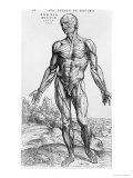 Anatomical Study, Illustration from "De Humani Corporis Fabrica", 1543 Giclée-Druck von Andreas Vesalius