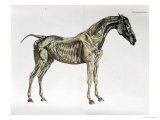 Third Anatomical Table, from "The Anatomy of the Horse" Giclée-Druck von George Stubbs