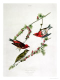 Purple Finch, from "Birds of America" Giclee Print by John James Audubon