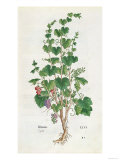 Grape Vine Botanical Plate from "De Historia Stirpium" by Leonard Fuchs 1543 Giclee Print