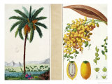 Date Tree and Fruit,Early Nineteenth Century Giclee Print by Pierre Jean Francois Turpin