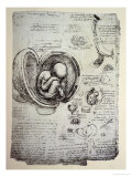The Human Foetus in the Womb, Facsimile Copy Reproduction procédé giclée par Leonardo da Vinci 