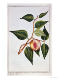 Nutmeg, Plate 7, from Nutmeg, Plate 7, from