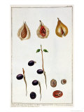 Nutmeg, Plate 8, from Nutmeg, Plate 8, from