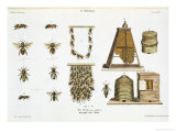 Bees and Bee-Keeping, from "The Young Landsman," Published Vienna, 1845 Giclée-Druck von Matthias Trentsensky