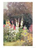 Hollyhocks Giclee Print by Helen Allingham