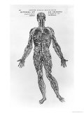 Veins and Arteries System Giclée-Druck von Andreas Vesalius