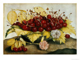 Cherries and Carnations reproduction procédé giclée par Giovanna Garzoni