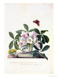 Christmas Rose and Winter Aconite Giclée-Druck von Georg Dionysius Ehret