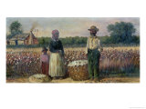 Cotton Pickers in the American South Giclee Print by William Aiken Walker Cotton Pickers in the American South Giclee Print by William Aiken Walker