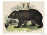 The Brown Bear, Educational Illustration Published by the Society for Promoting Christian Knowledge Reproduction procédé giclée par Josiah Wood Whymper