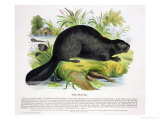 The Beaver, Educational Illustration Pub. by The Society for Promoting Christian Knowledge, 1843 Lámina giclée por Josiah Wood Whymper