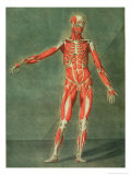 Superficial Muscular System of the Front of the Body reproduction procédé giclée par Arnauld Eloi Gautier D'agoty