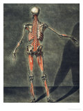 Deep Muscular System of the Back of the Body Giclee Print by Arnauld Eloi Gautier D'agoty